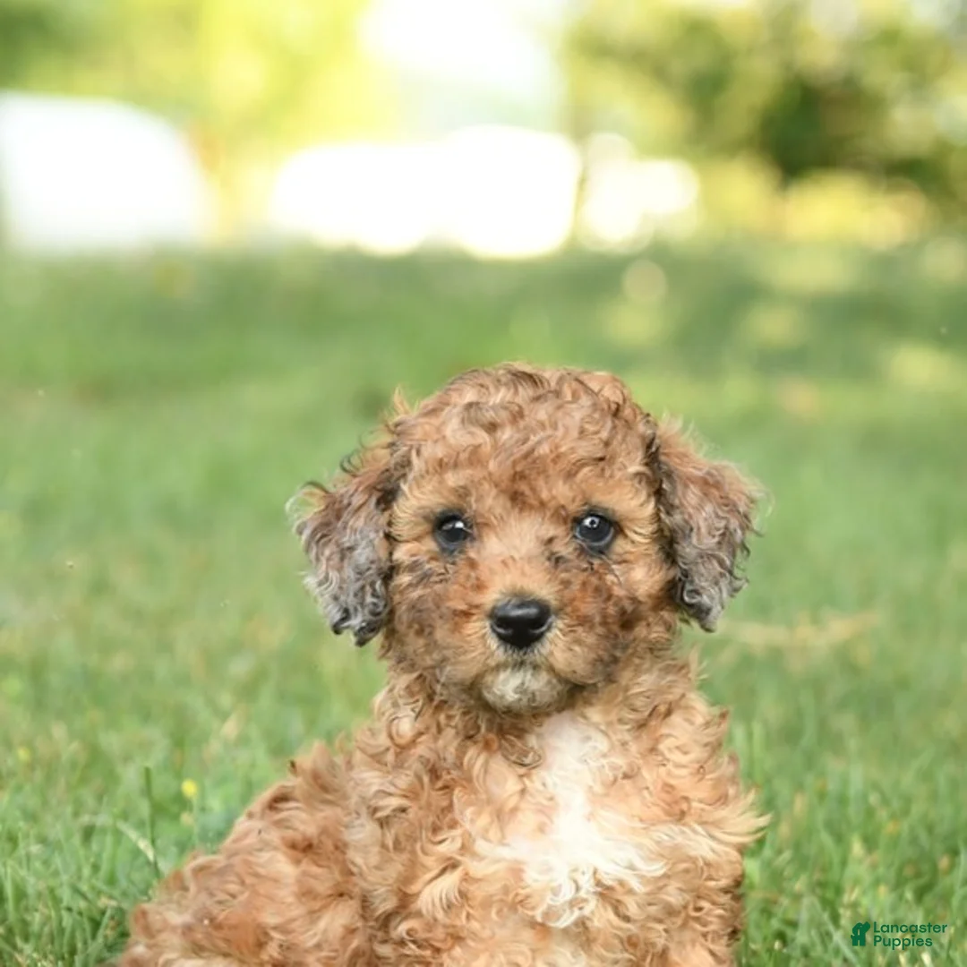 Miniature Poodle dogs for sale: Cookie - Ad 5