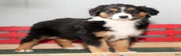 Australian Shepherd dogs for sale: Candy - Ad 5