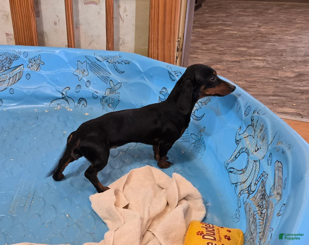 Miniature Dachshund dogs for sale: Nessa - Ad 4