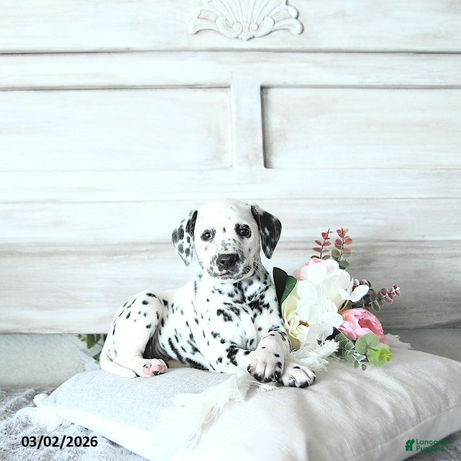 Dalmatian dogs Asha - Ad 1