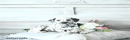 Dalmatian dogs for sale: Asha - Ad 1