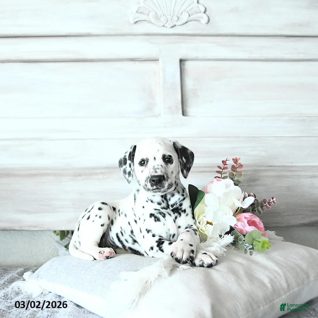 Dalmatian dogs for sale: Asha - Ad 1