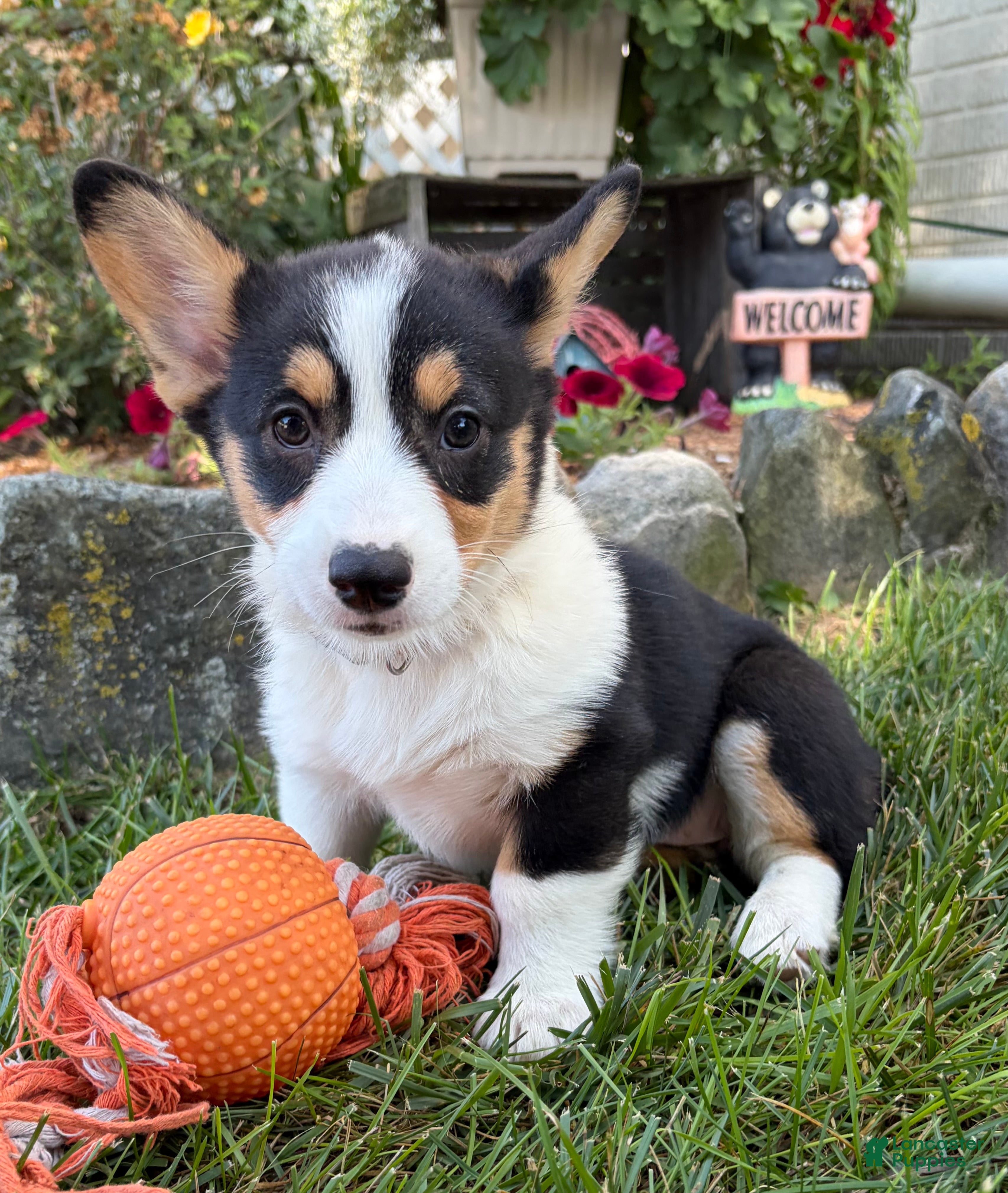 Welsh Corgi Pembroke dogs Nala - Ad 2