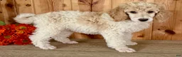 Standard Poodle dogs for sale: Lucy - Ad 3