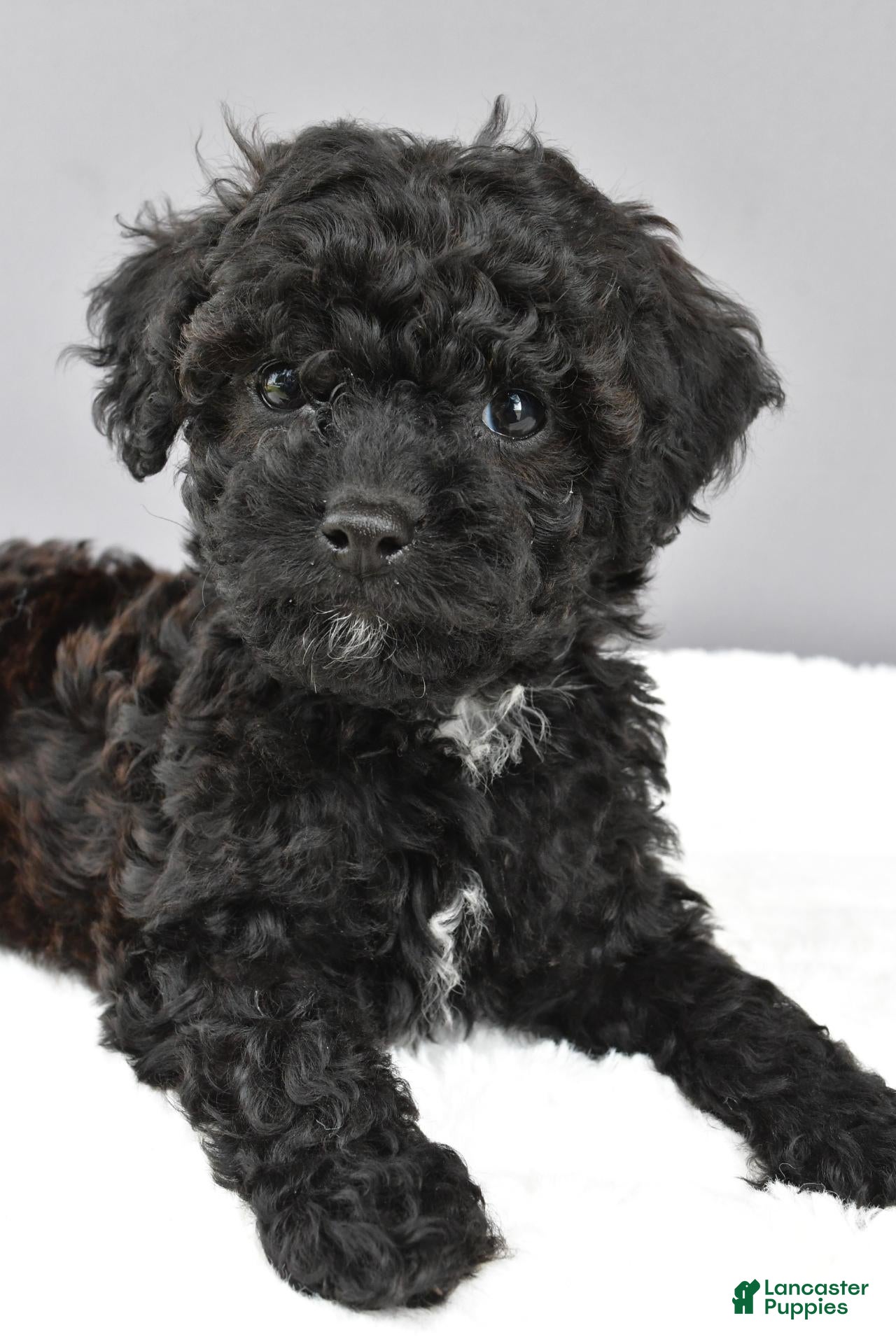 Cockapoo dogs for sale: Maddie - Ad 2