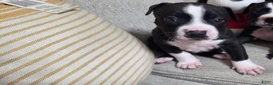 American Pit Bull Terrier Puppy 4