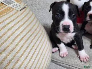 American Pit Bull Terrier dogs American Pit Bull Terrier Puppy 4 - Ad 9