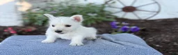 West Highland Terrier dogs for sale: Bandit - Ad 6