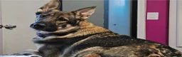 German Shepherd dogs for sale: Max - Ad 4