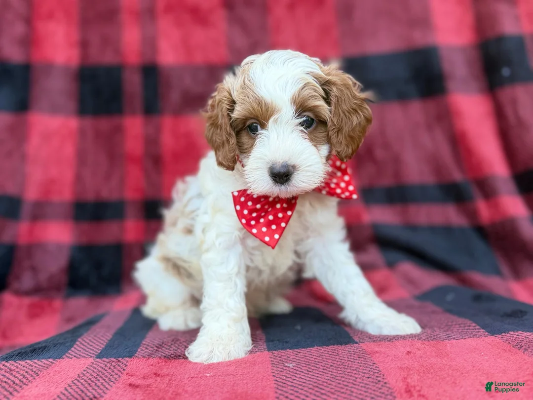 Cavapoo dogs for sale: Duke - Ad 1