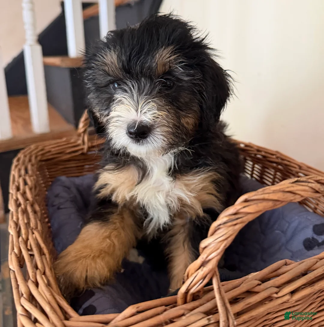 Mini Goldendoodle dogs for sale: LUCY - Ad 2