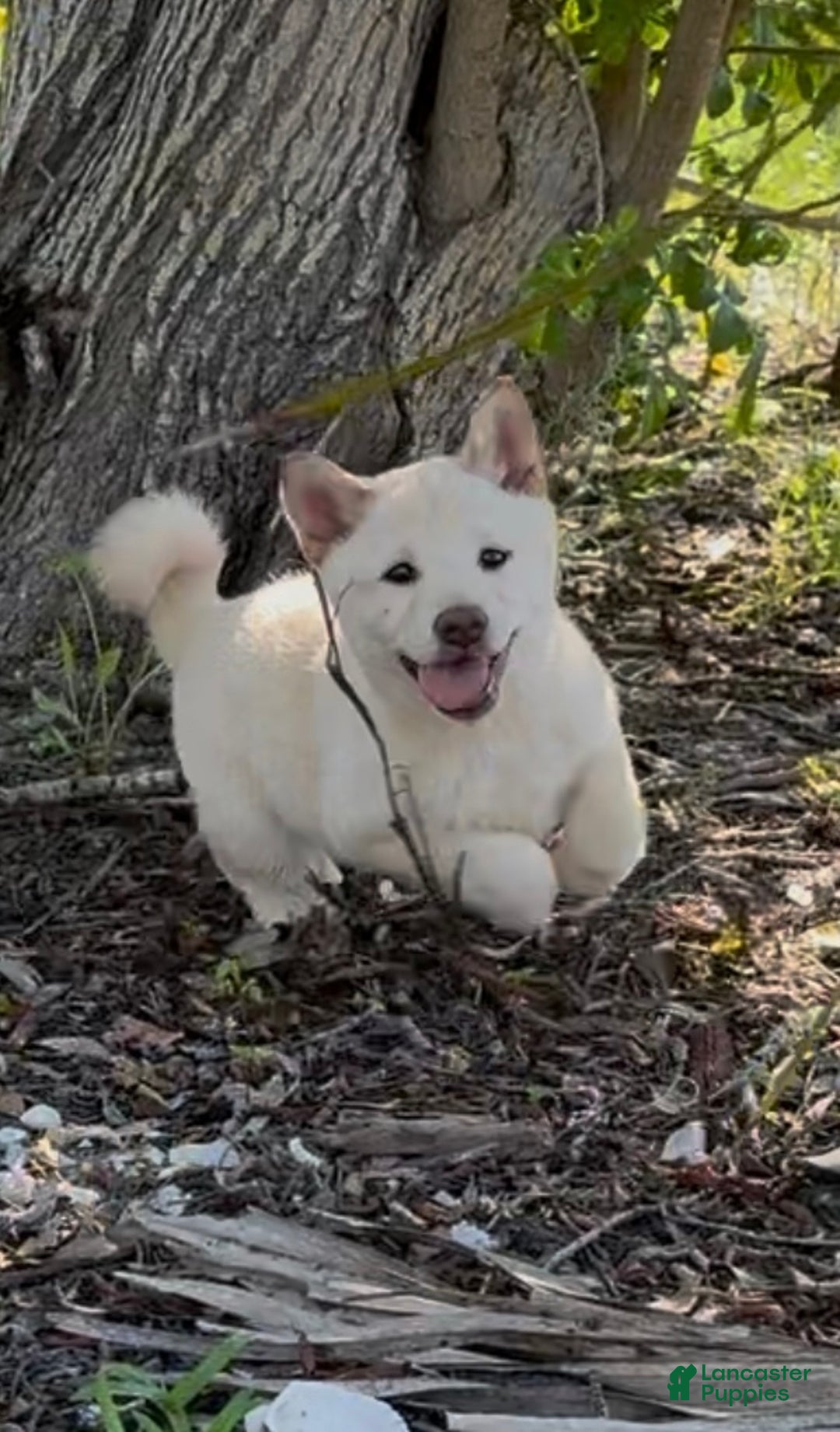 Shiba Inu dogs for sale: Shiba Inu Puppy 5 - Ad 2