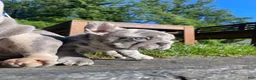 French Bulldog dogs for sale: Harvey Dent - Ad 7