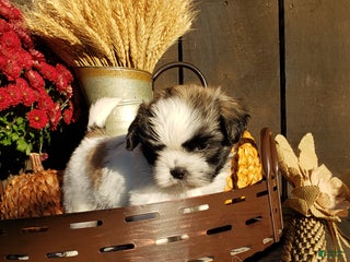 Mixed Breed dogs - Ad 42