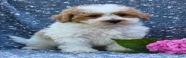 Benson