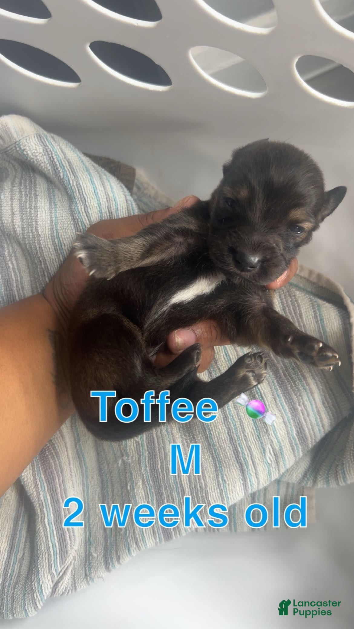 Mixed Breed dogs 🍬 Toffee - Ad 39