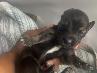 Mixed Breed dogs 🍬 Toffee - Ad 41