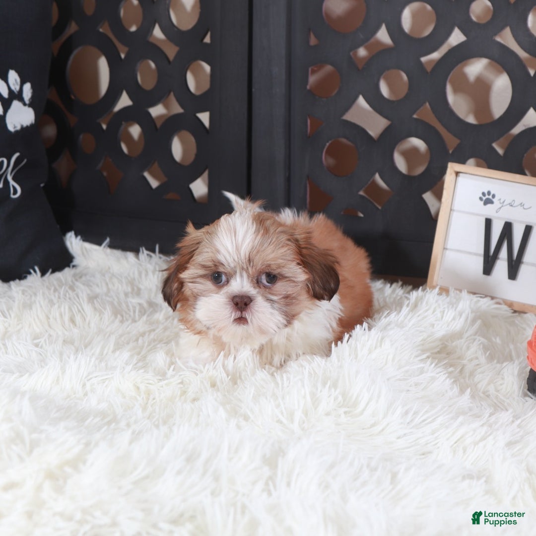 Shih Tzu dogs for sale: Shih Tzu Puppy Toby - Ad 3