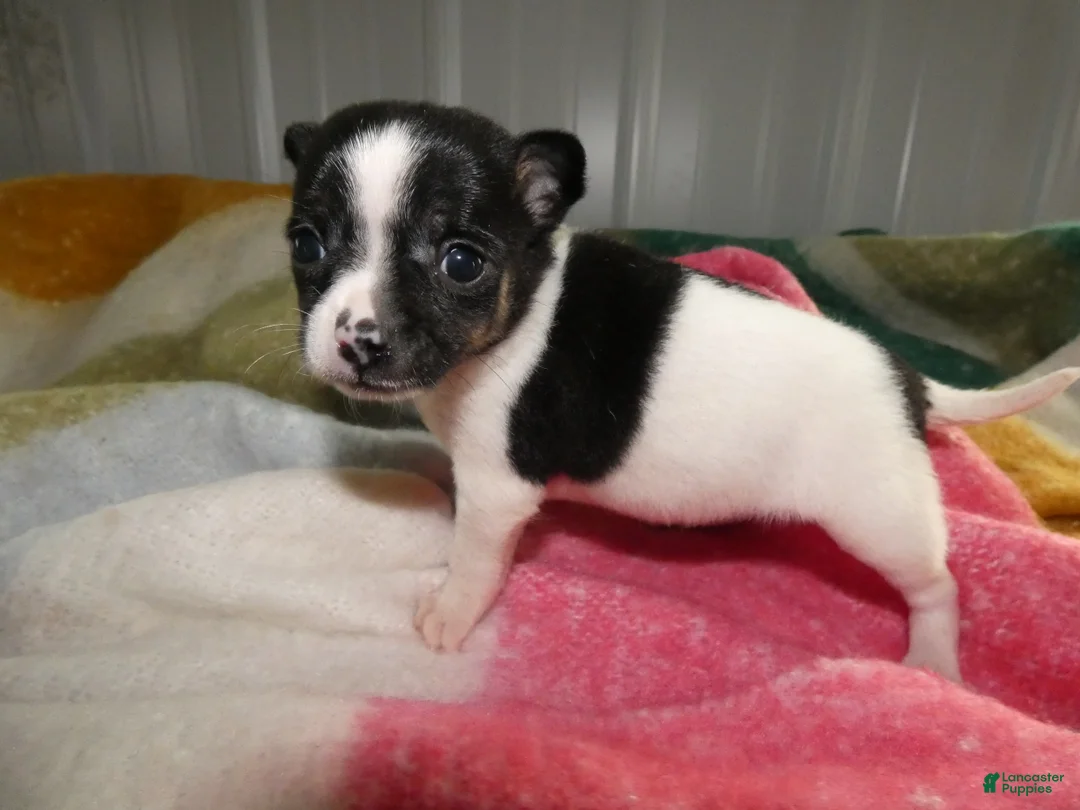 Chihuahua dogs for sale: Chihuahua Puppy 1 Sami - Ad 2