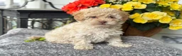 Mixed Breed dogs for sale: Quinn - Ad 11