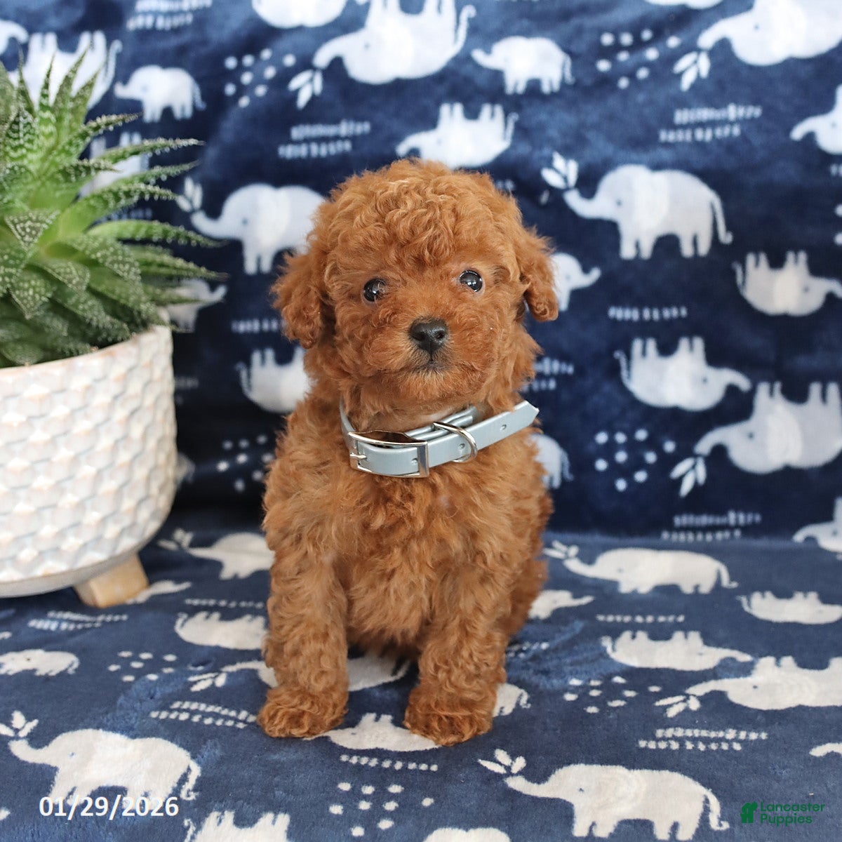 Miniature Poodle dogs Owen - Ad 8