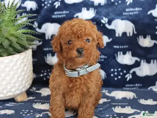 Miniature Poodle dogs Owen - Ad 8