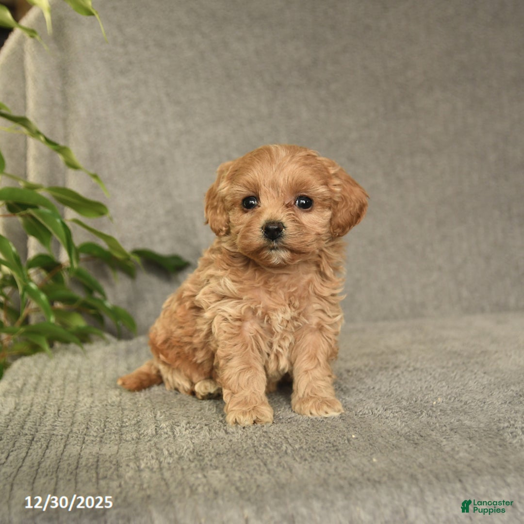 Cockapoo dogs for sale: Tessa - Ad 2