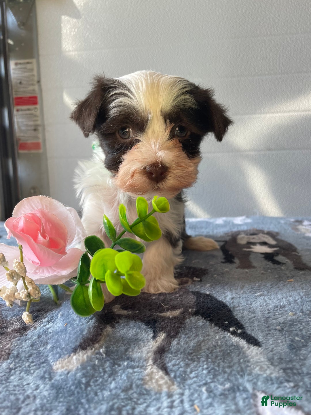 Havanese dogs for sale: Cuddles - Ad 3