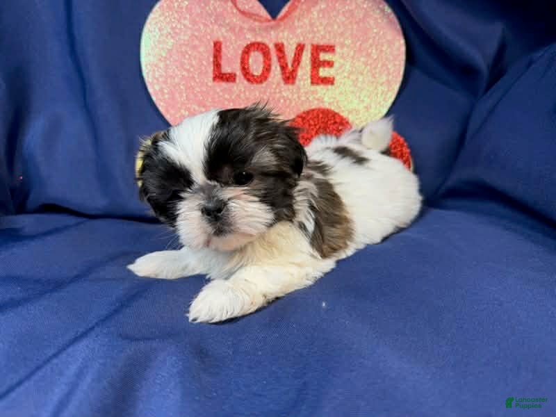 Shih Tzu dogs Summer - Ad 19