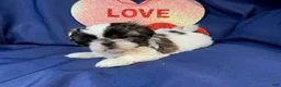 Shih Tzu dogs for sale: Summer - Ad 1