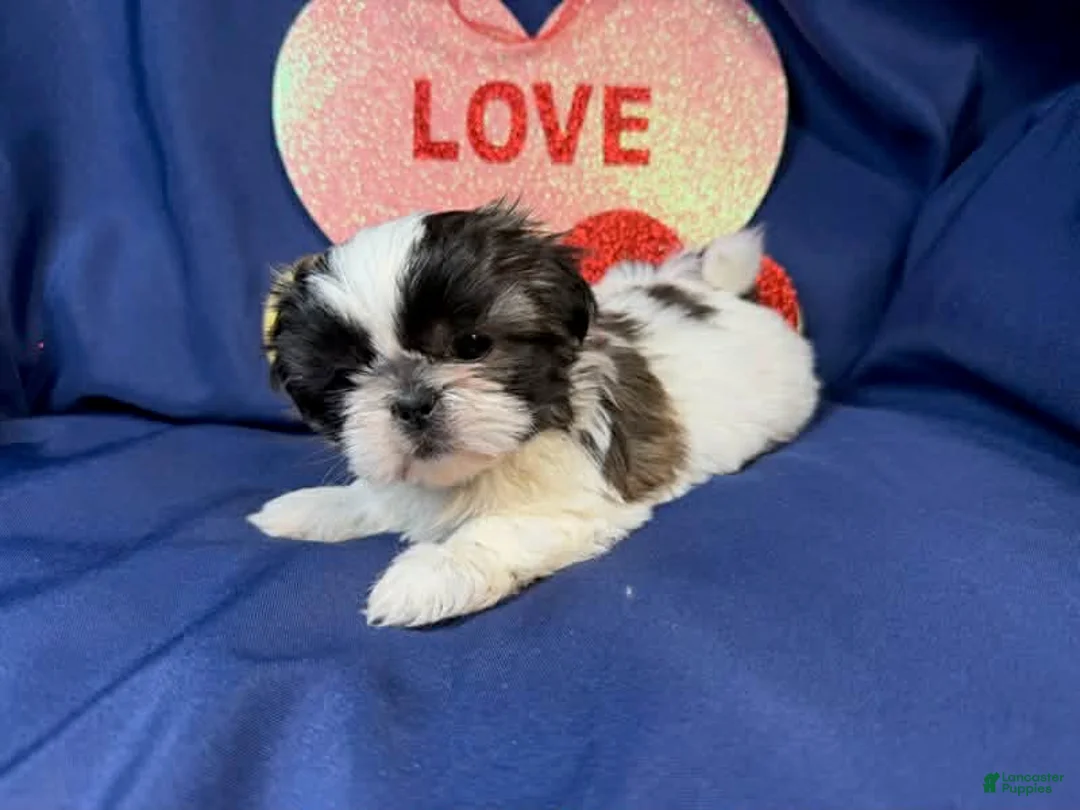 Shih Tzu dogs for sale: Summer - Ad 1