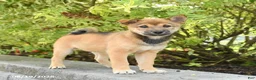 Shiba Inu dogs for sale: Skippy - Ad 4