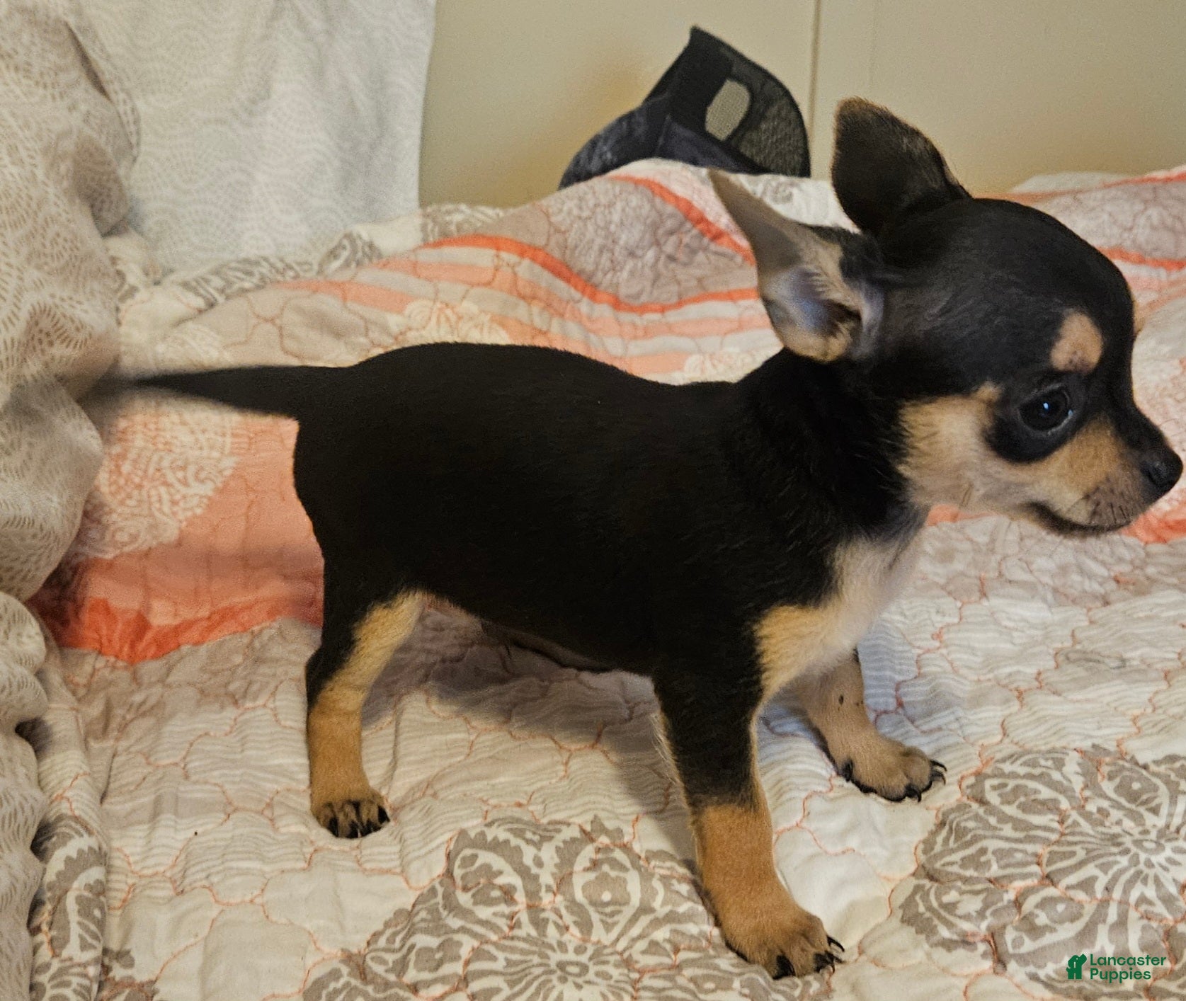 Chihuahua dogs for sale: Barry - Ad 1