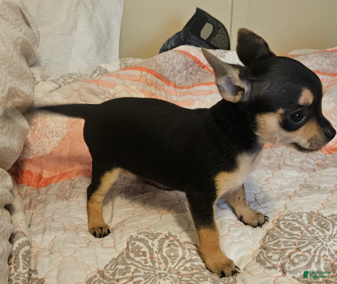 Chihuahua dogs for sale: Barry - Ad 1