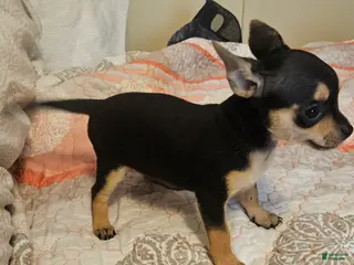 Chihuahua dogs for sale: Barry - Ad 1