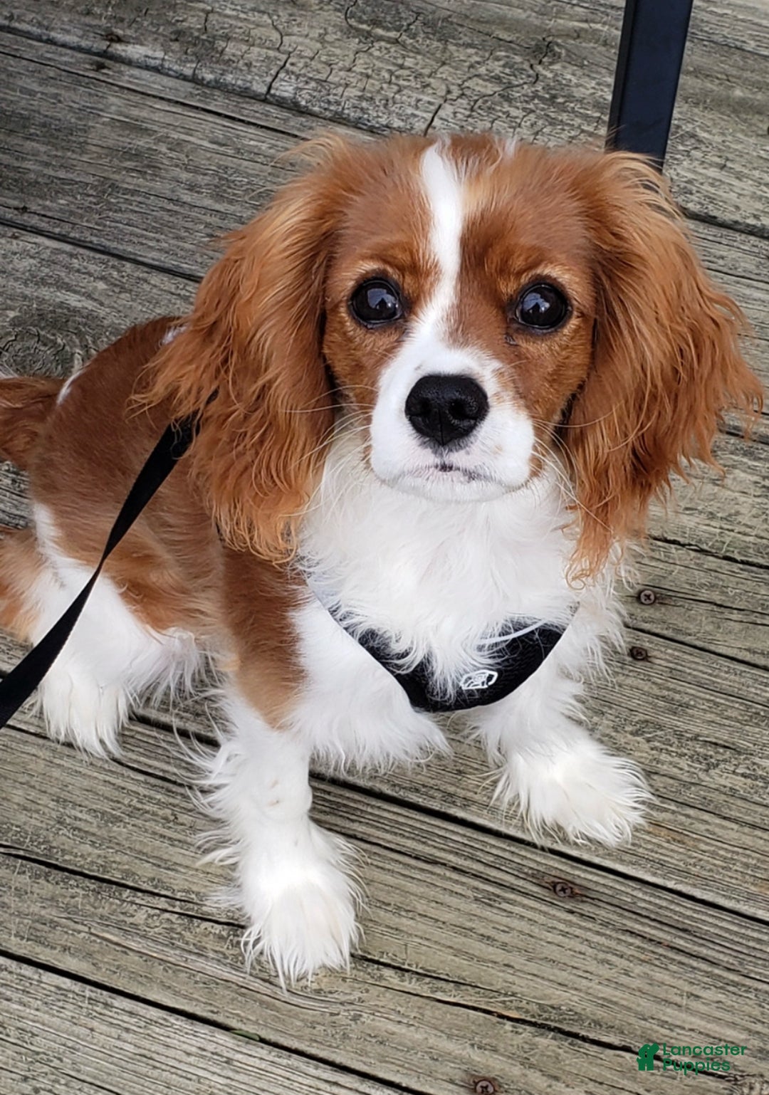 Cavapoo dogs for sale: Penelope - Ad 10