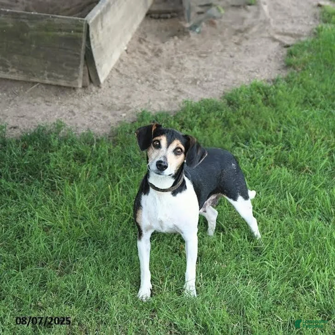 Mixed Breed dogs for sale: Snickerdoodle - Ad 4