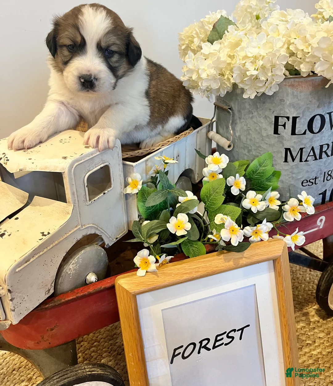 Mixed Breed dogs for sale: River  - Ad 2