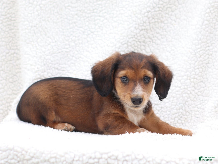 Miniature Dachshund dogs Pedro - Ad 2