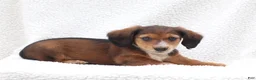 Miniature Dachshund dogs for sale: Pedro - Ad 2