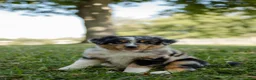 Australian Shepherd dogs for sale: Stella.  (Sweetie) - Ad 3