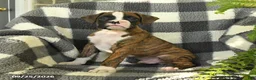 Boxer dogs for sale: Pixel - Ad 1