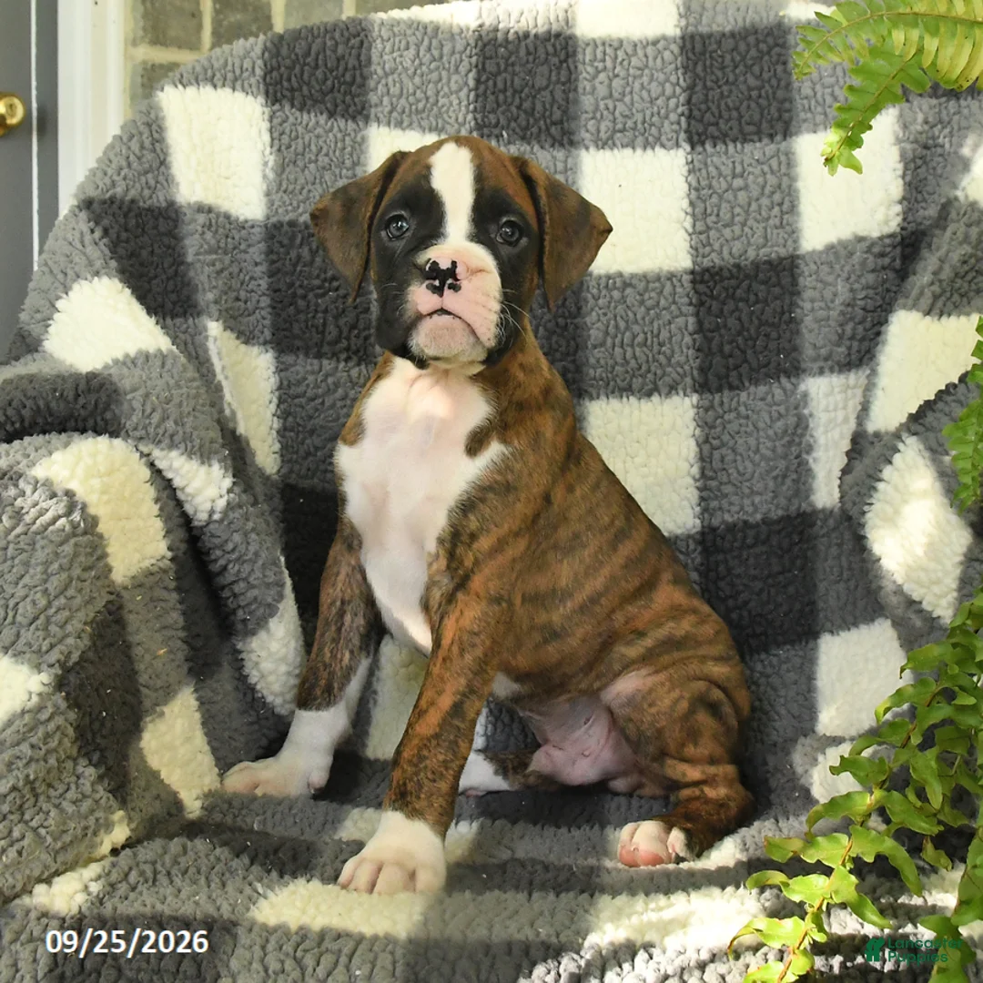 Boxer dogs for sale: Pixel - Ad 1