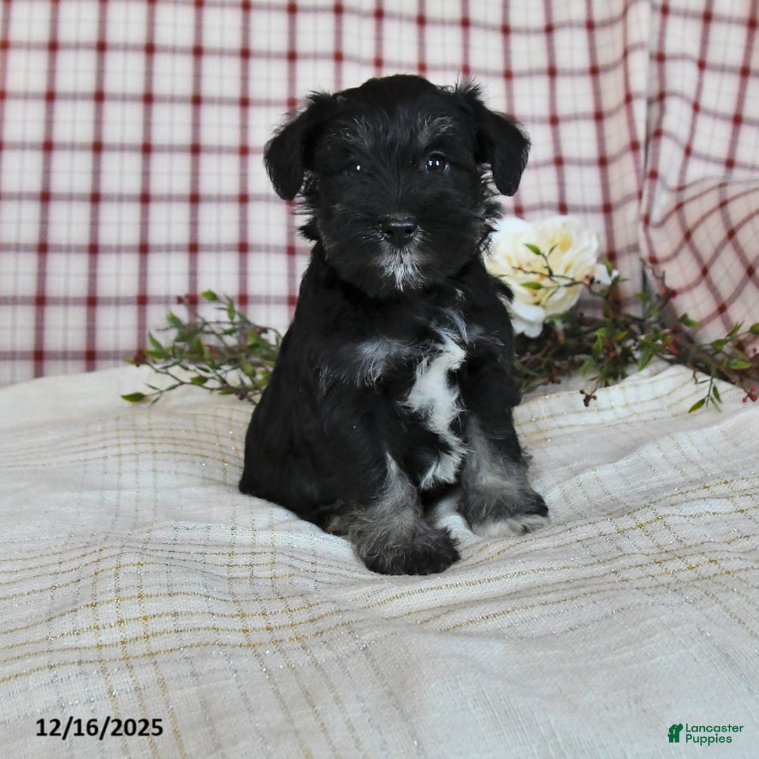 Miniature Schnauzer dogs for sale: Baby - Ad 1