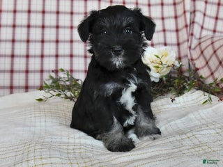 Miniature Schnauzer dogs Baby - Ad 25