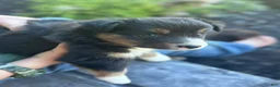 Miniature Australian Shepherd dogs for sale: Cooper - Ad 2