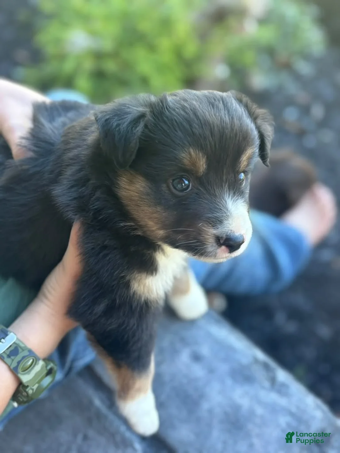Miniature Australian Shepherd dogs for sale: Cooper - Ad 2