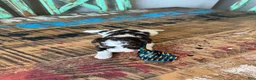 Miniature Poodle dogs for sale: Akc clear 🧬 tested Chocolate Phantom Parti Boy - Ad 7
