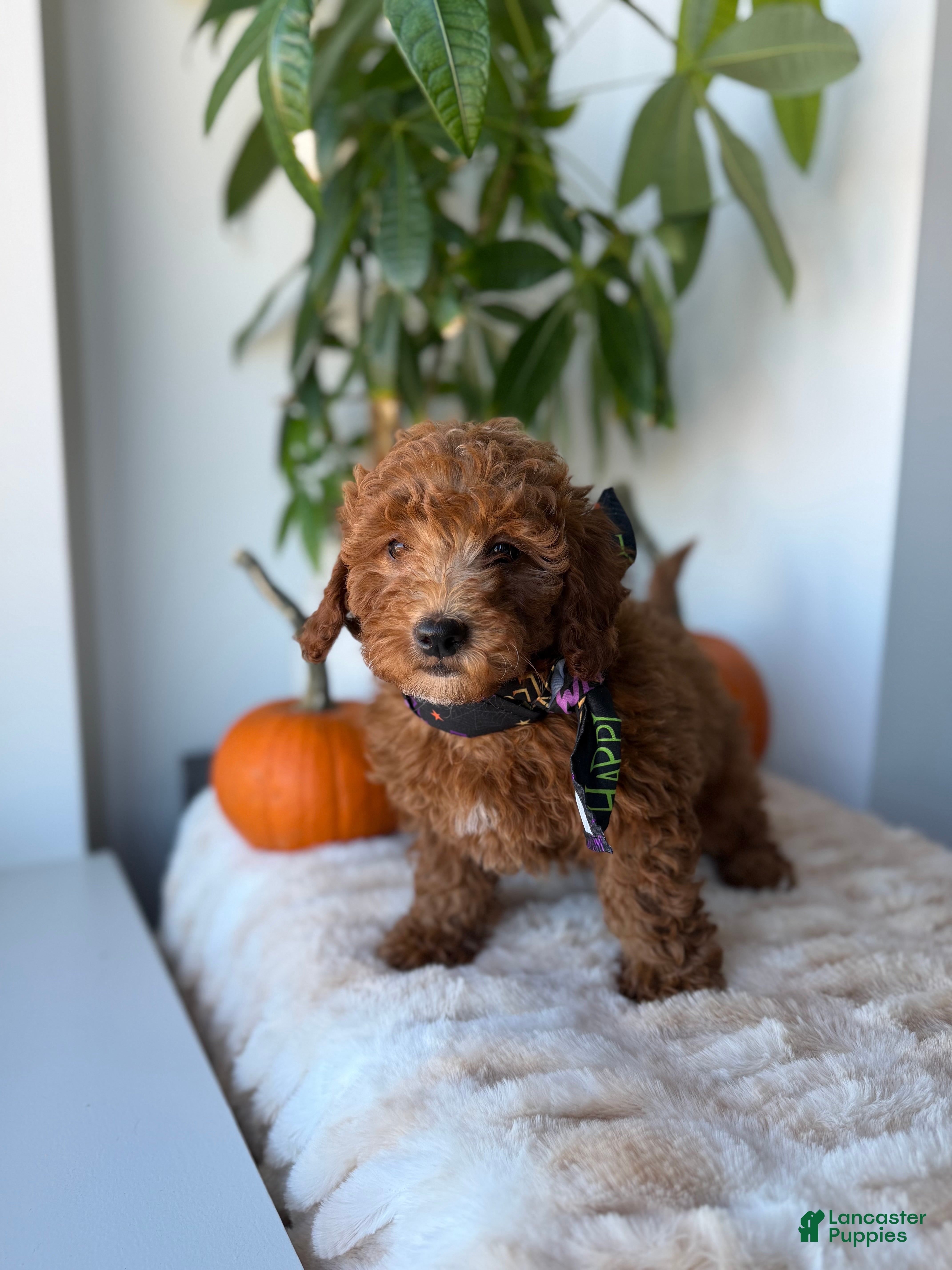 Mini Goldendoodle dogs Armani - Ad 1