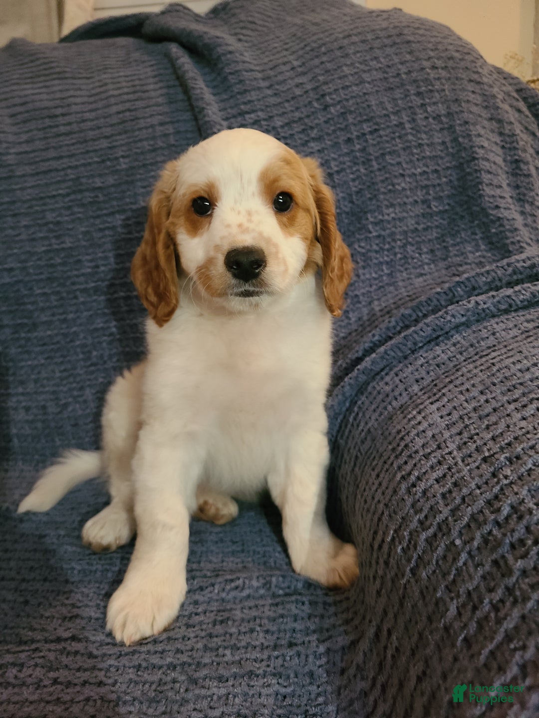 Mini Goldendoodle dogs for sale: Jet - Ad 6